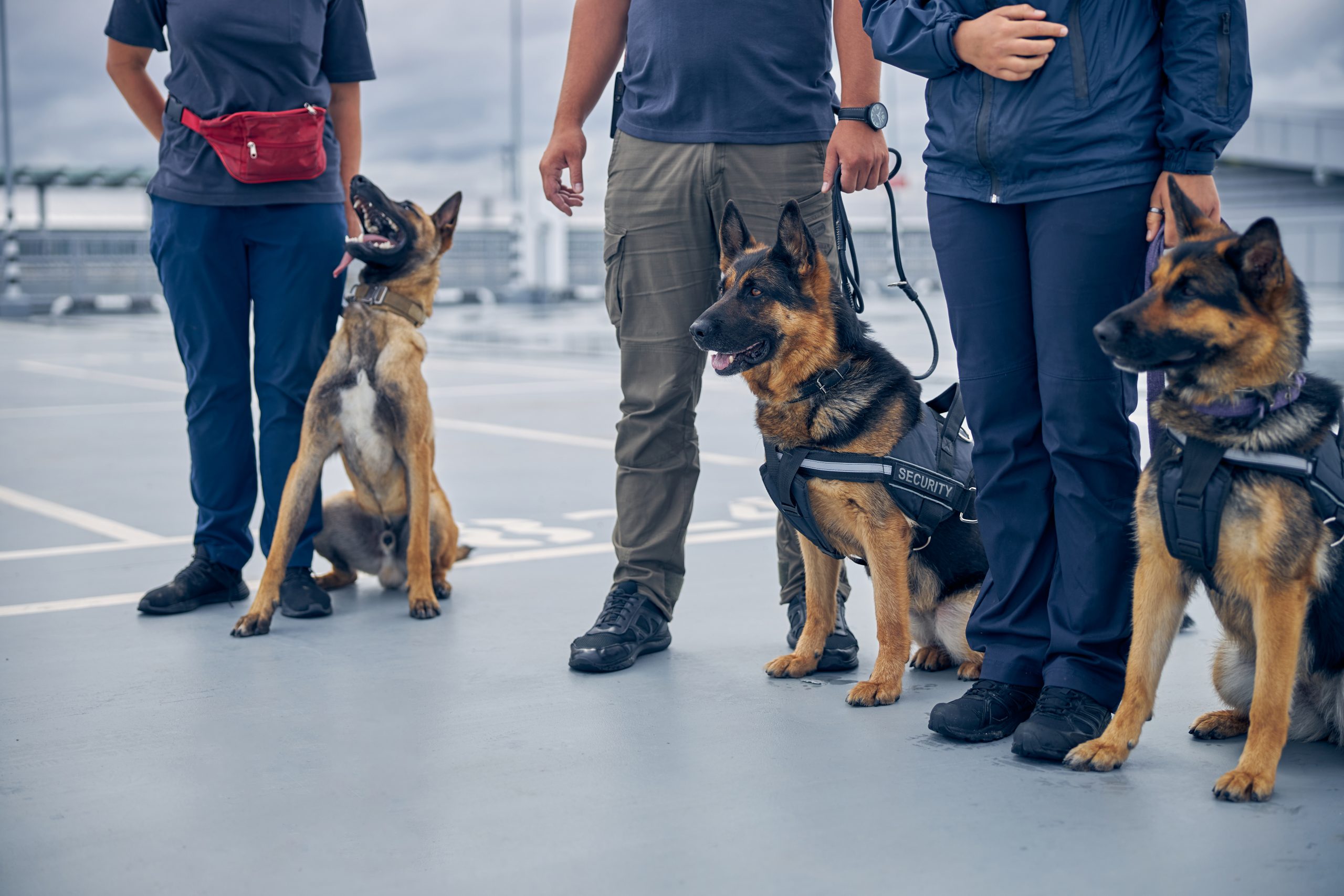 NASDU Level 2 Patrol Dog Handler Course Vistech